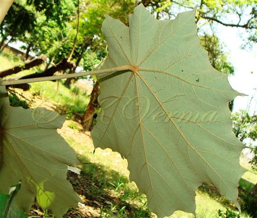  Leaf (Abaxial view)